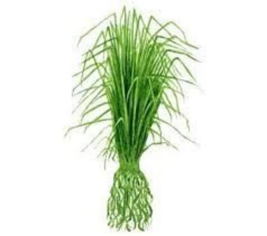 Picture of Vetiver oil